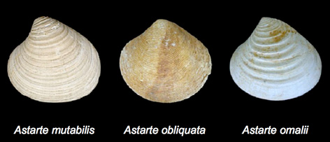 PalaeoMath 101 - Figure 29.1