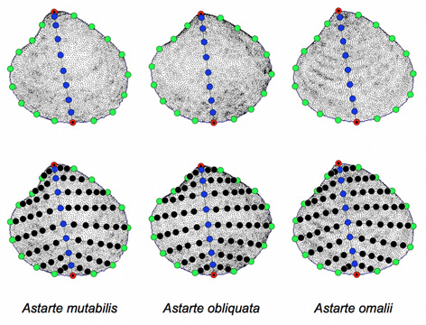 PalaeoMath 101 - Figure 29.3