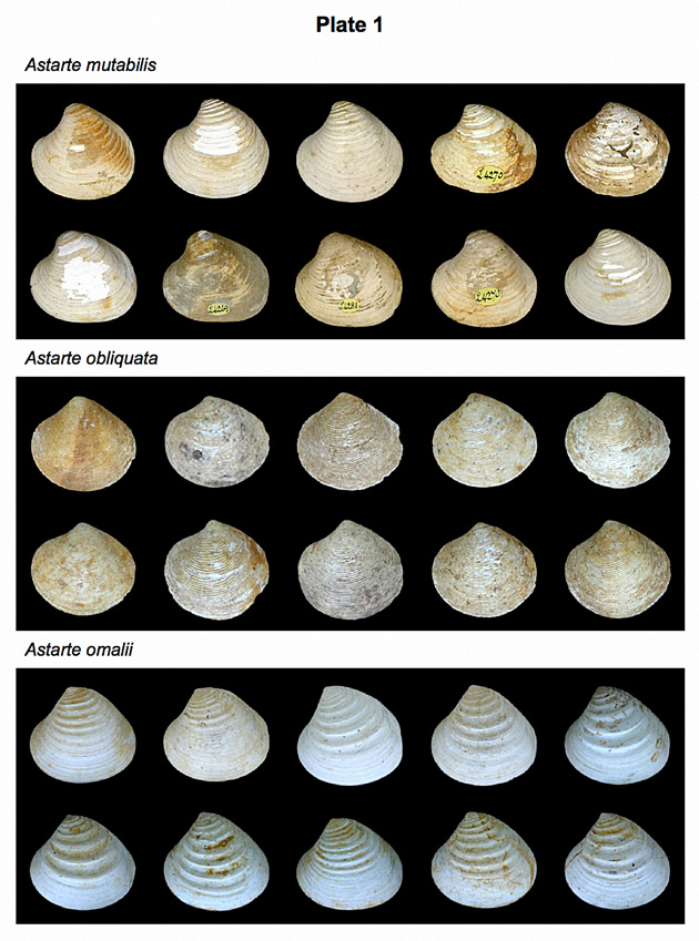 PalaeoMath 101 - Plate 29.1