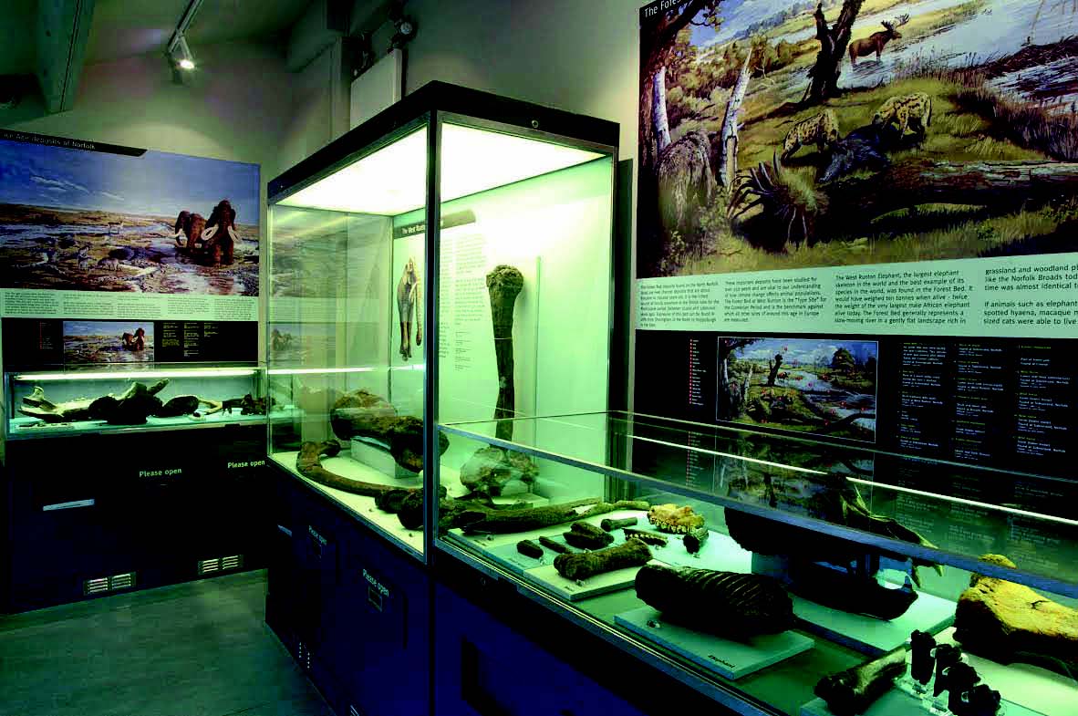 The geology gallery at Cromer Museum